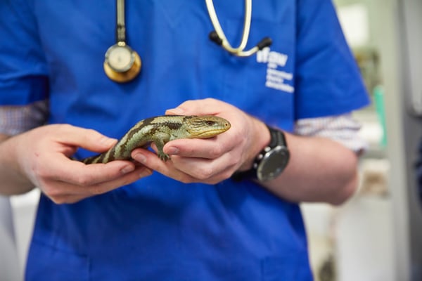 vet-with-reptile
